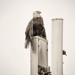 Pale Blue Dot Consulting - Eagle perched on cellular tower