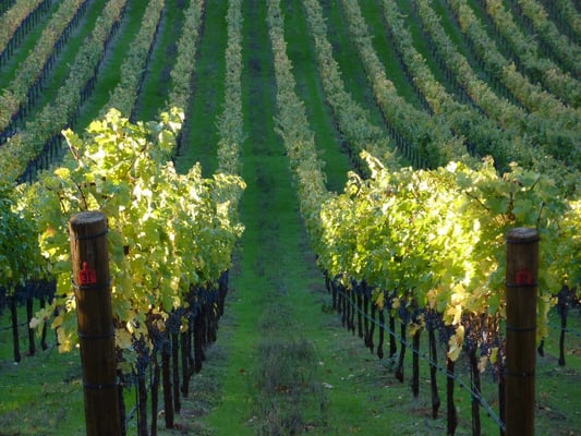 Red Cap Vineyards by null