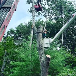 Beaver Tree Works