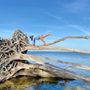 Photo of Manatee Cove