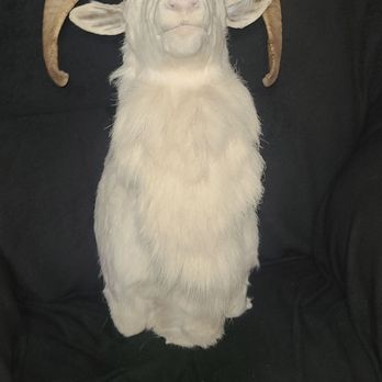 Sievers Taxidermy - He was supposed to be slight turned. He looks fake with one nostril open, the eyes are crooked. - Phoenix, Arizona Sievers Taxidermy - He was supposed to be slight turned. He looks fake with one nostril open, the eyes are crooked. - Phoenix, Arizona