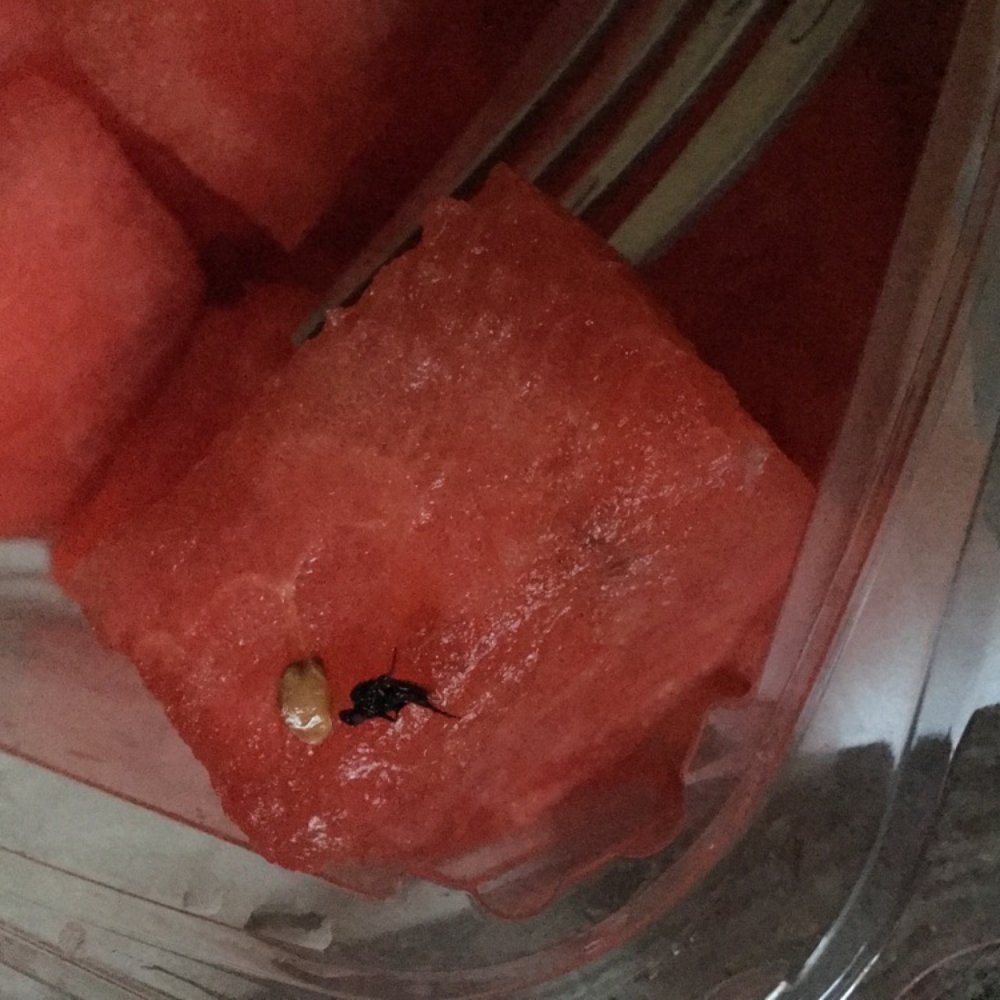 Stop & Shop - This is the dead fly in my watermelon. - Grocery Near Me - Jamaica Plain, Massachusetts Stop & Shop - This is the dead fly in my watermelon. - Grocery Near Me - Jamaica Plain, Massachusetts