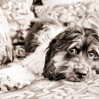 2 Paws Up - Katie Healy Photography http://www.2pawsupinc.com/pet-photography/ - Pet Sitting Near Me 2 Paws Up - Katie Healy Photography http://www.2pawsupinc.com/pet-photography/ - Pet Sitting Near Me