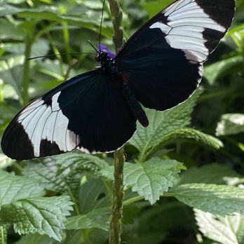 Niagara Parks Butterfly Conservatory - Butterfly - Zoos Near Me - Niagara Falls, Ontario