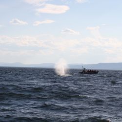 Les Écumeurs du Saint-Laurent - Les baleines
