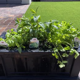 Our herb plant box Our herb plant box