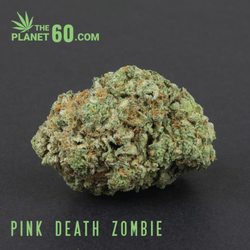 The Planet 60 - Pink Death Zombie indica hybrid cannabis strain