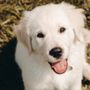 Photo of Blue Ridge Golden Retrievers