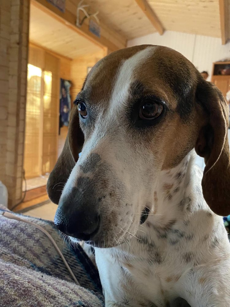 CARRIE’S CRITTERS Updated September 2024 23 Reviews 806 E Yelm