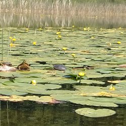 LadySlipper Inn - Local wildlife
