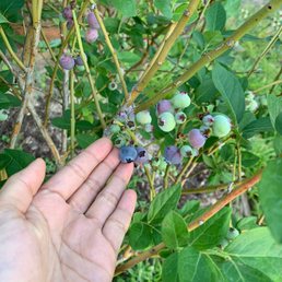 Blueberry season