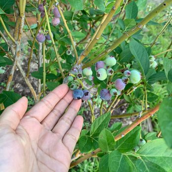 Tom West Blueberries - Blueberry season - Pick Your Own Farms Near Me - Ocoee, Florida