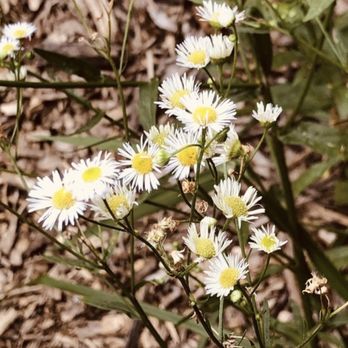 Red Bank Elementary School - Asters on Trail - Elementary Schools Near Me - Chattanooga, Tennessee