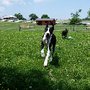 Photo of Oscar's Pet Resort of Greenfield