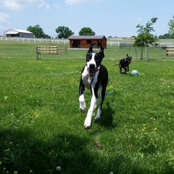 Oscar's Pet Resort of Greenfield