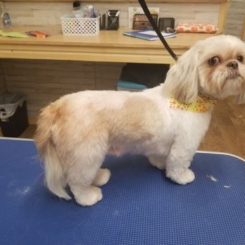 The Pet S'Paw - Such a sweetie - Pet Groomers Near Me - White Pine, Tennessee The Pet S'Paw - Such a sweetie - Pet Groomers Near Me - White Pine, Tennessee