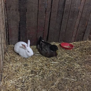 Dark Harvest - Petting zoo critters - Haunted Houses Near Me - Meridian , Idaho