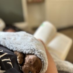 Las Vegas Doodles - Current litter. Taking reservations now.