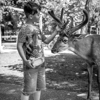 Wisconsin Deer Park - Zoos Near Me - Wisconsin Dells, Wisconsin Wisconsin Deer Park - Zoos Near Me - Wisconsin Dells, Wisconsin