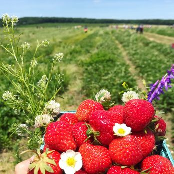 Lewin Farms - Pick Your Own Farms Near Me - Calverton, New York Lewin Farms - Pick Your Own Farms Near Me - Calverton, New York