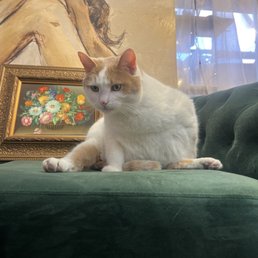 Kitty!
