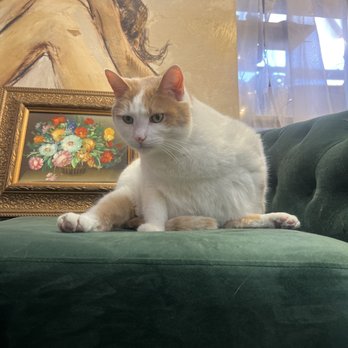 Nostalgia - Kitty! - Antiques Near Me - Knoxville, Tennessee