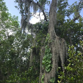 Fern Forest Nature Center - Beautiful tree on trail - Parks Near Me - Coconut Creek, Florida