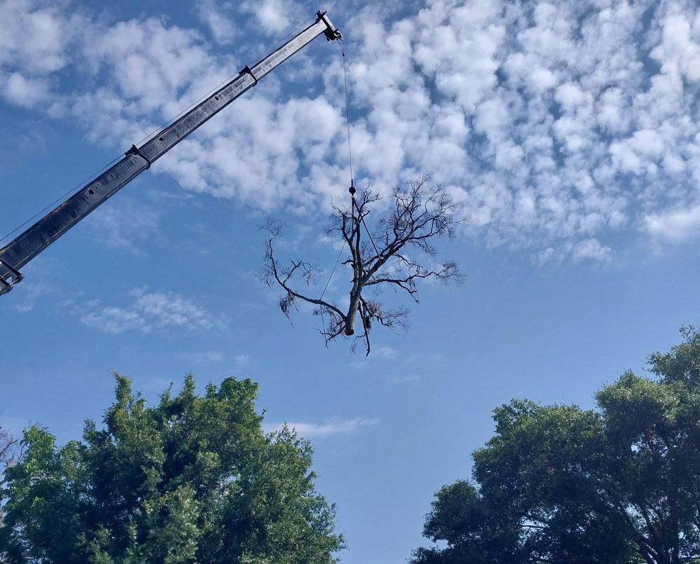 Veteran Tree Service - tree service in New Port Richey, FL