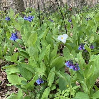 Aman Park - Bluebells and trillium at Aman Park - Parks Near Me - Grand Rapids, Michigan