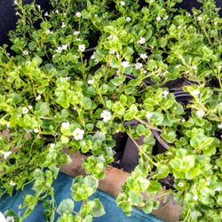 Tarheel Nursery - White bacopa