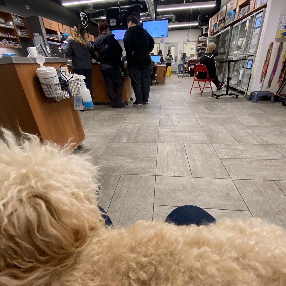 VEG ER for Pets - Open concept animal hospital. Patients, owners and vets all in one room. - Emergency Pet Hospital Near Me - Encinitas, California