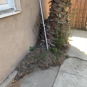 Yellow Tree Services - Palm growing on garage before removal - Tree Services Near Me