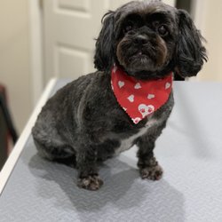 Pet Dreams Spa & Training - Peekapoo