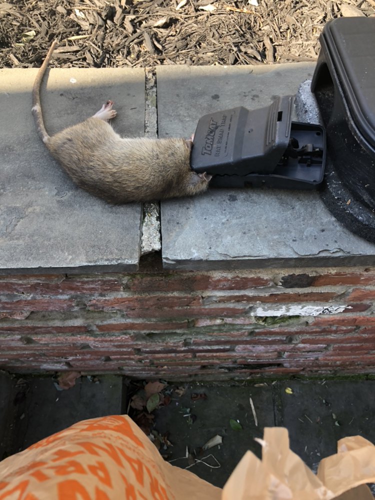 HARRIS PEST CONTROL Updated August 2024 12 Reviews White Plains