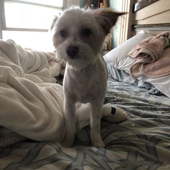 Discount Pets - Pet Groomers Near Me - Anaheim, California Discount Pets - Pet Groomers Near Me - Anaheim, California