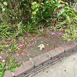 People threw their used coffee stir sticks in the garden bed when there's a trash can right next to it...who does that.