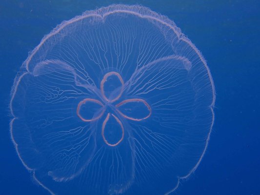 Culebra Divers by null