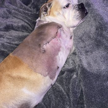 Alpine Veterinary Hospital - Lollie after surgery - Veterinarians Near Me - Concord, California