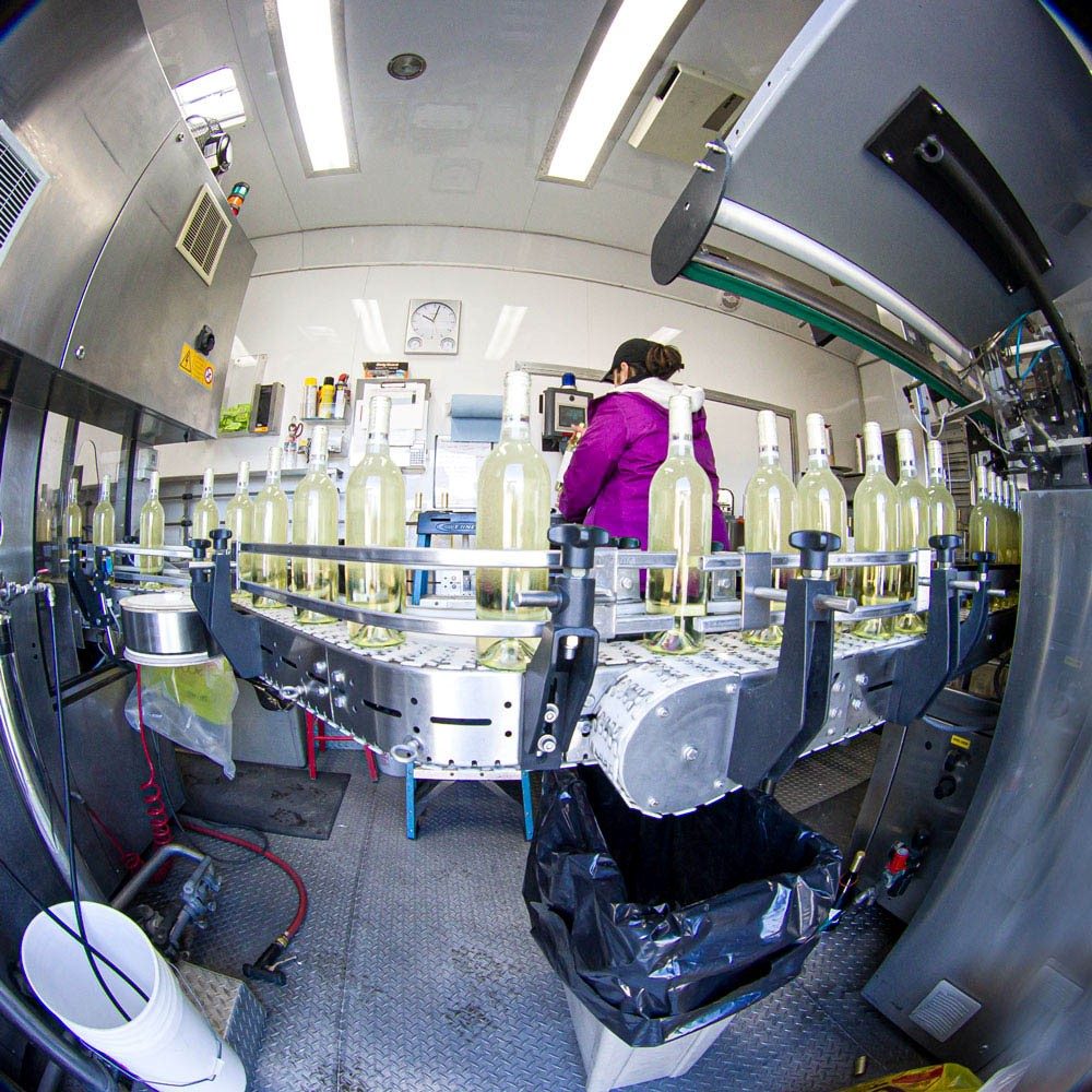 Scribner Bend Vineyards - wedding in Sacramento, CA