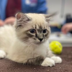 Darlington Veterinary Hospital