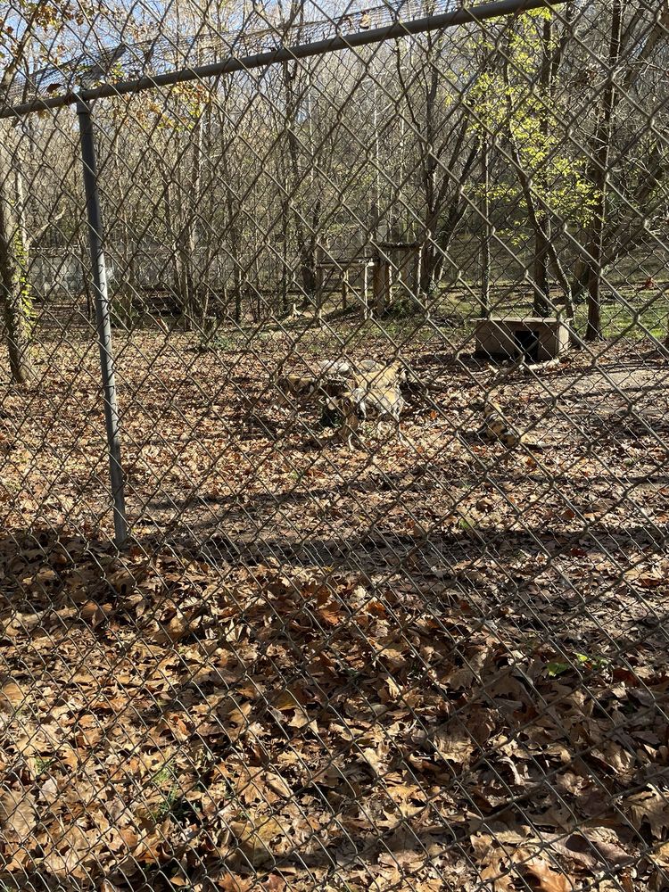 Endangered Wolf Center - social services organization in Eureka, MO