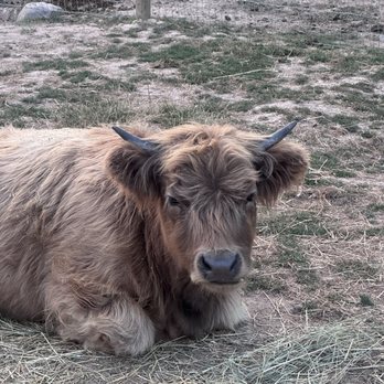 Goats of Glacier - Mini highland dwarf cow - Petting Zoos Near Me - Coram, Montana Goats of Glacier - Mini highland dwarf cow - Petting Zoos Near Me - Coram, Montana