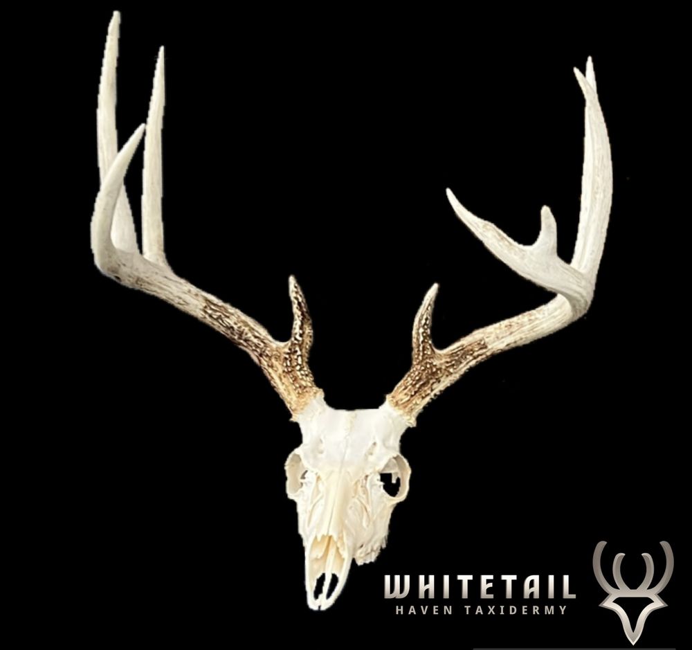 Whitetail Haven Taxidermy - taxidermy in Alden, IA
