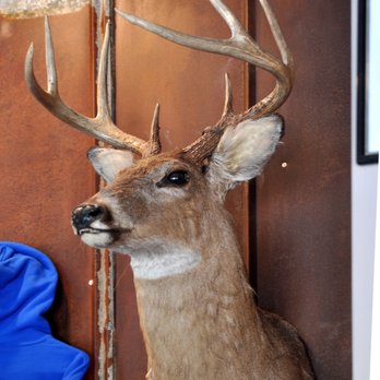 Screech Owl Brewing - Maybe some venison later in the season??? - Breweries Near Me - Bruceton Mills, West Virginia Screech Owl Brewing - Maybe some venison later in the season??? - Breweries Near Me - Bruceton Mills, West Virginia