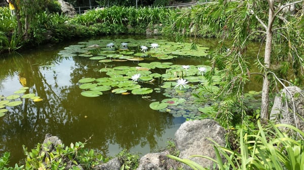 Giardini la Mortella by null