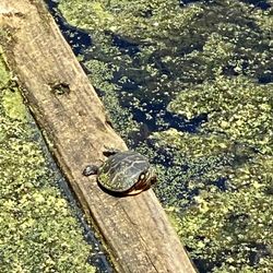 Barbour Pond - Turtle on a piece of wood