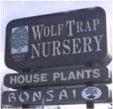 Specimen bonsai - We sell specimen bonsai. Specimen bonsai - We sell specimen bonsai.