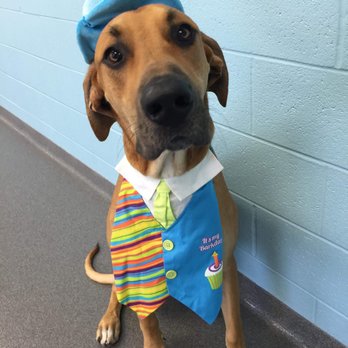 Five Points Kennels - Pet Sitting Near Me - Indianapolis, Indiana