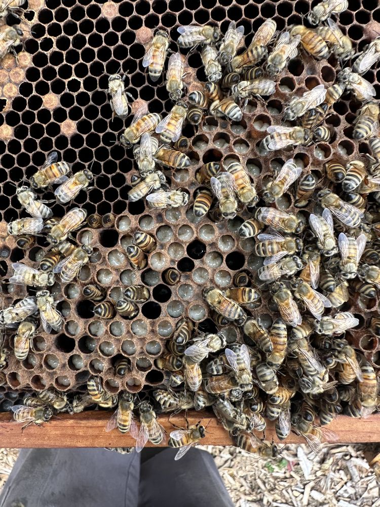 The Alleman Apiary - beekeeping in Colonial Park, PA