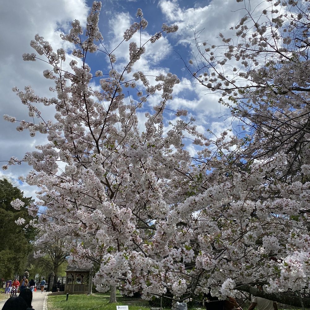 Maymont - White Cherry Blossoms - Parks Near Me - Richmond, Virginia Maymont - White Cherry Blossoms - Parks Near Me - Richmond, Virginia